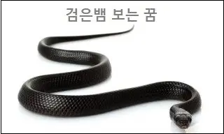 검은뱀 보는 꿈