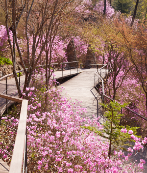 화담숲 철쭉&amp;#44; 진달래길