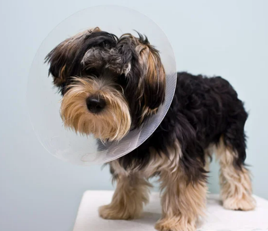 강아지 중성화 수술 시기와 필요한 이유 7가지