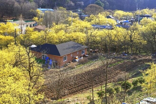 꽃길-여행지-구례-산수유