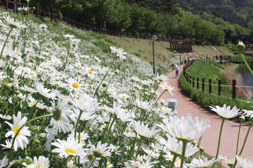 대구 진밭골산림공원 샤스타데이지 개화 시기 및 위치, 주차 정보 총정리