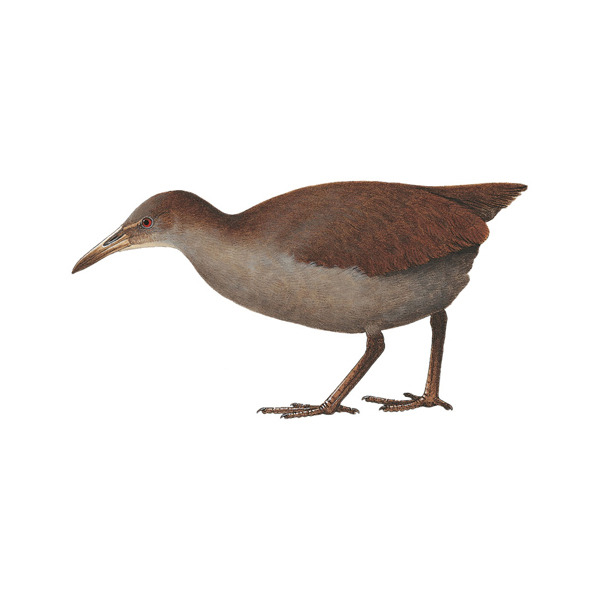 뉴칼레도니아 뜸부기의 이동 패턴 – 비행보다 지상 이동을 선택하는 희귀조류의 행동 원리