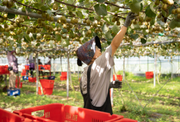 가온농장 레드키위