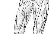대퇴의 근육 muscle of femur
