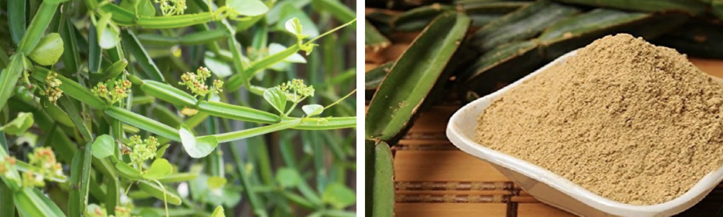 시서스 다이어트