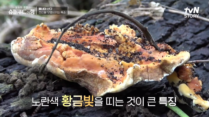 장수상황버섯의특징