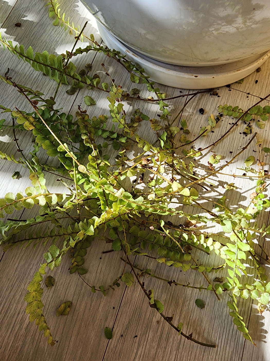 가지치기되버린더피고사리잎들