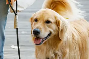 반려동물 강아지 사진