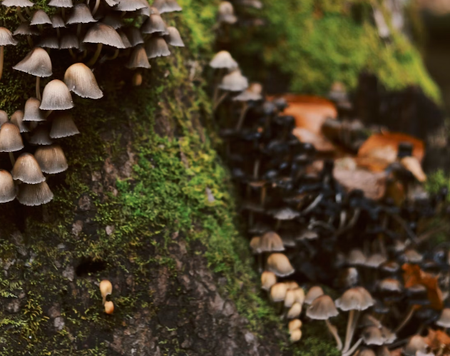 상황버섯 효능 : 심혈관