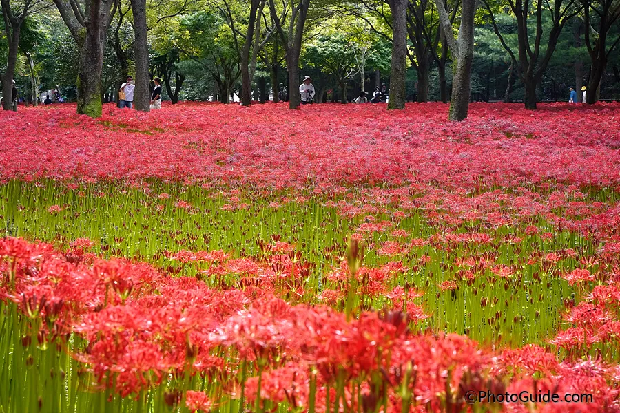 영광-불갑사-상사화-축제