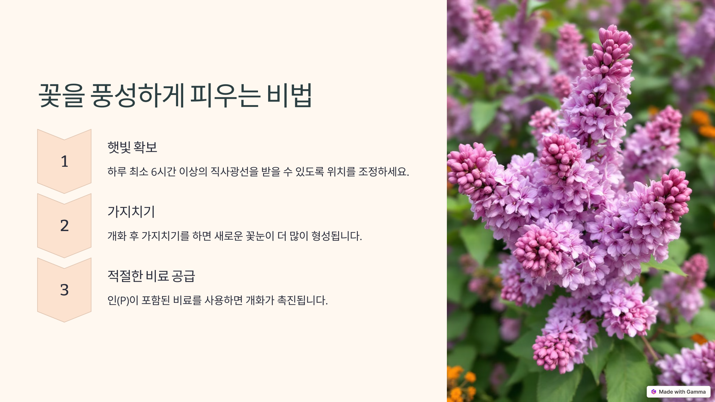미스김 라일락 사진