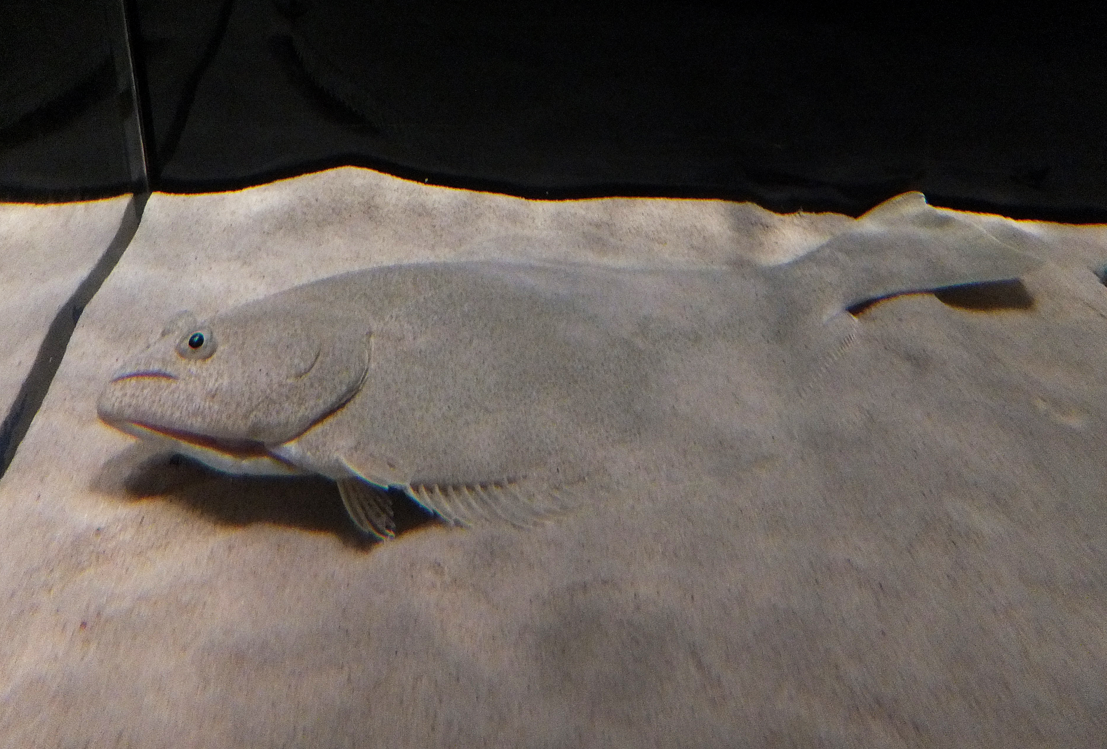 © Ridged-eye flounder(Pleuronichthys cornutus) in Osaka aquarium Photo by Syrio, Wikipedia