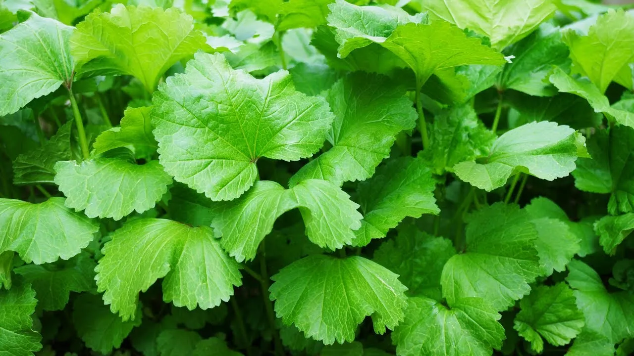 아욱 재배 텃밭 초보 직파 심기 병충해 적음_3