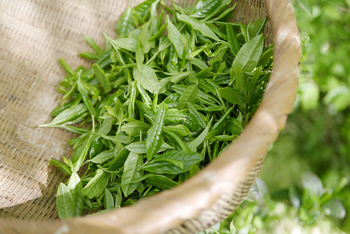 바구니에-담긴-녹차잎