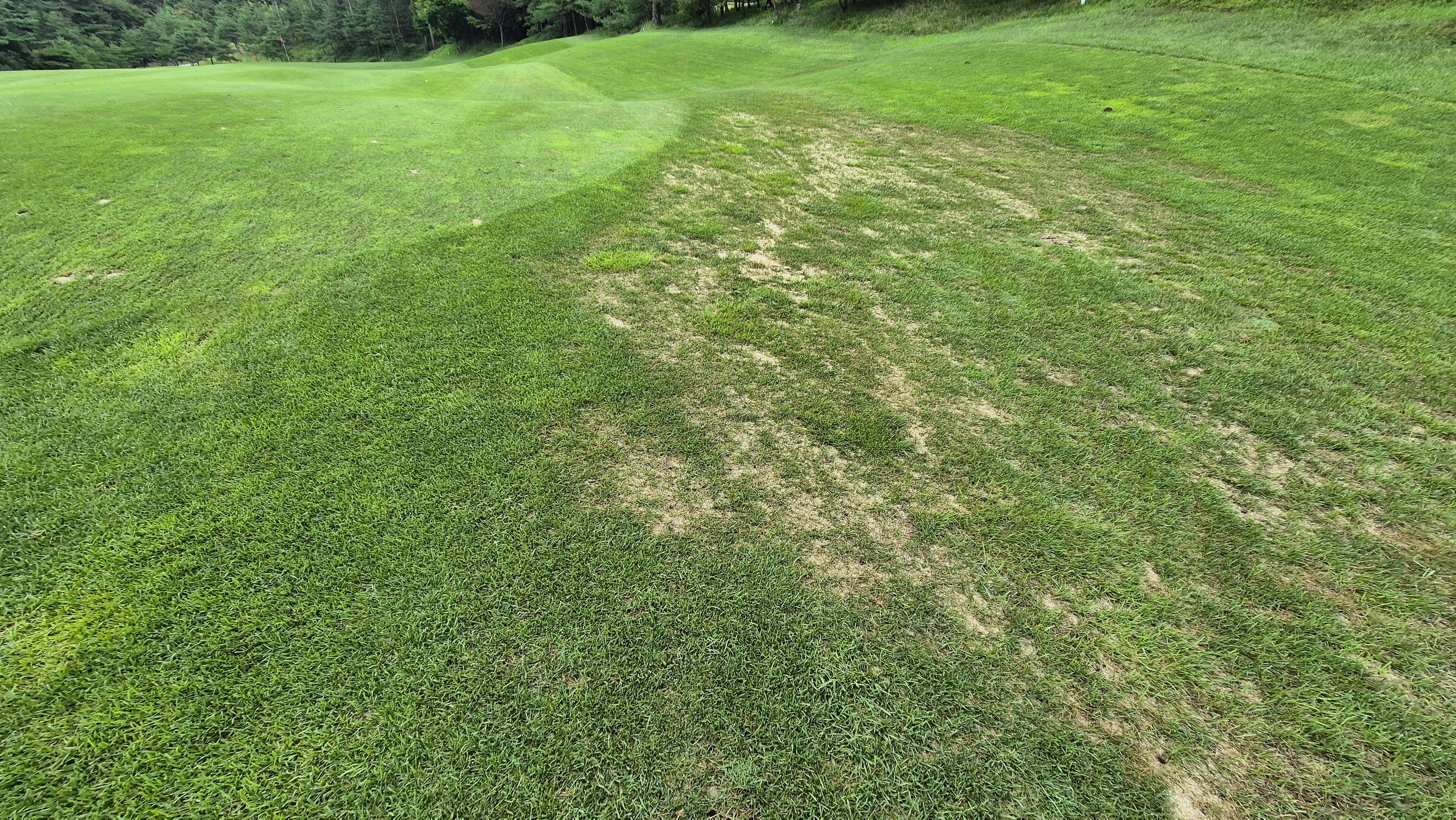 센테리움cc 스코틀랜드-웨일즈 코스 라운드 후기