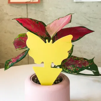 화분 뿌리파리 생기는 원인과 퇴치법 완벽 정리_23