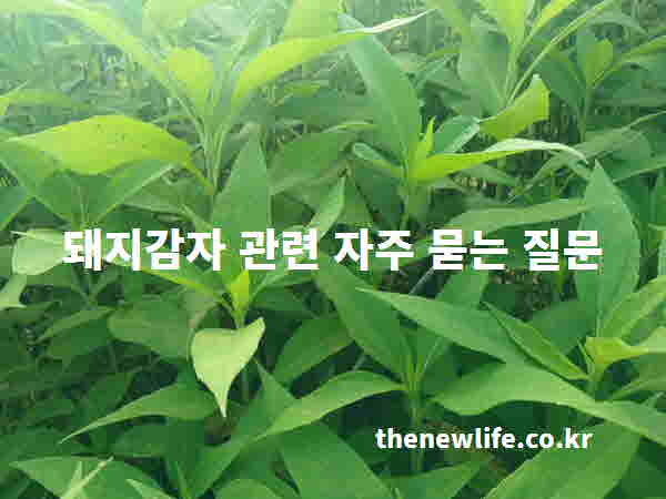 돼지감자 관련 자주 묻는 질문
