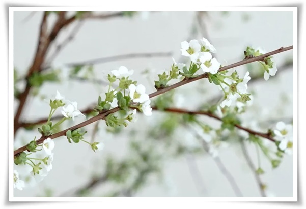 &quot;설유화&quot; 눈꽃보다 아름다운 꽃, 봄을 깨우는 순백의 기적!
