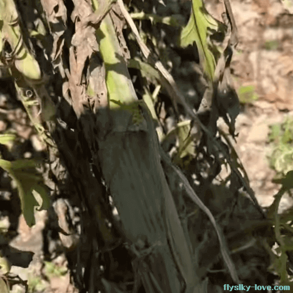 산삼에 견줄 만한 큰 엉겅퀴의 효능