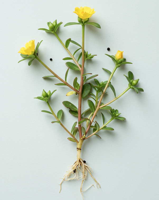 '오행초' 쇠비름이란?