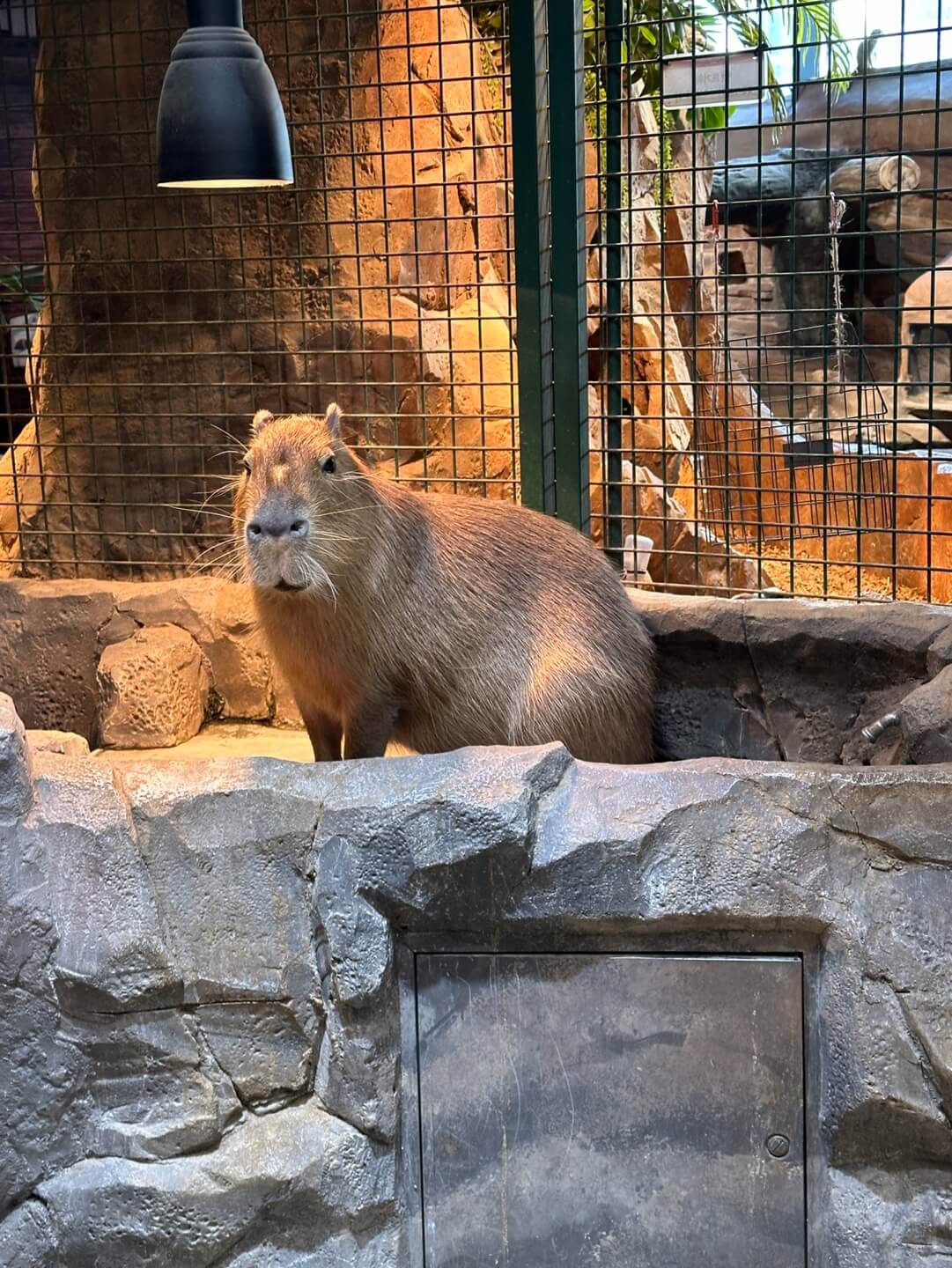 동탄 카피바라 볼 수 있는 주렁주렁 동물원