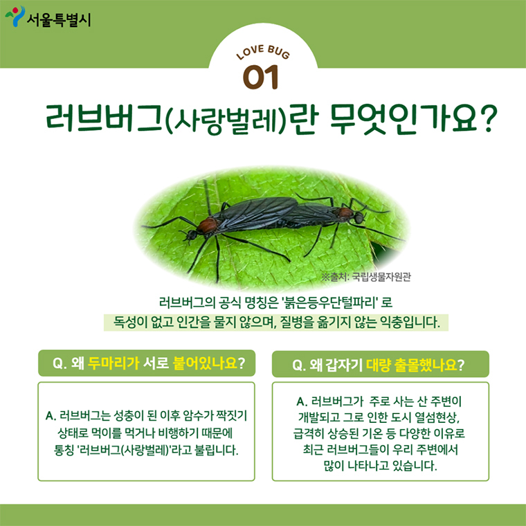 러브버그, 러브버그 출몰지, 러브버그 유해성, 러브버그 대처방안, 러브버그의 수명