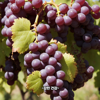 포도 효능