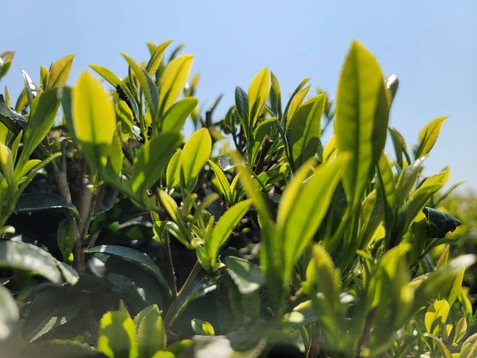 2025 와일드 오차드 티 페스티벌, 제주 자연 속에서 차 한 잔의 여유!