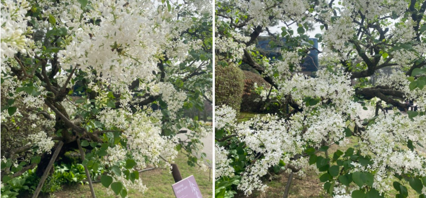 [서울 근교 여행지] 경기도 파주❘벽초지수목원❘드라마 촬영지(빈센조, 구미호뎐, 고백부부, 나의 해방일지)