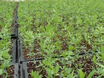 렌틸 재배 봄 파종 배수 확보 건조 수확_3