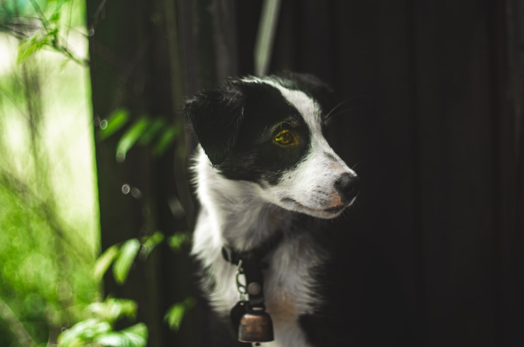Companion