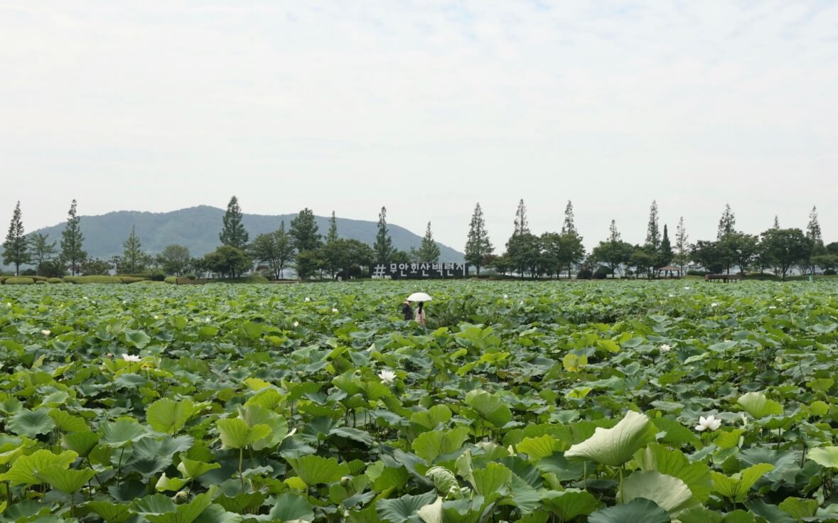 무안 연꽃축제