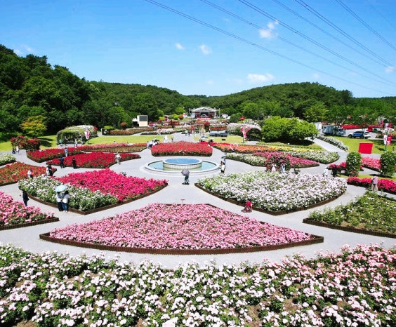 2025 울산대공원 장미축제 일정·입장료·행사 총정리 사진