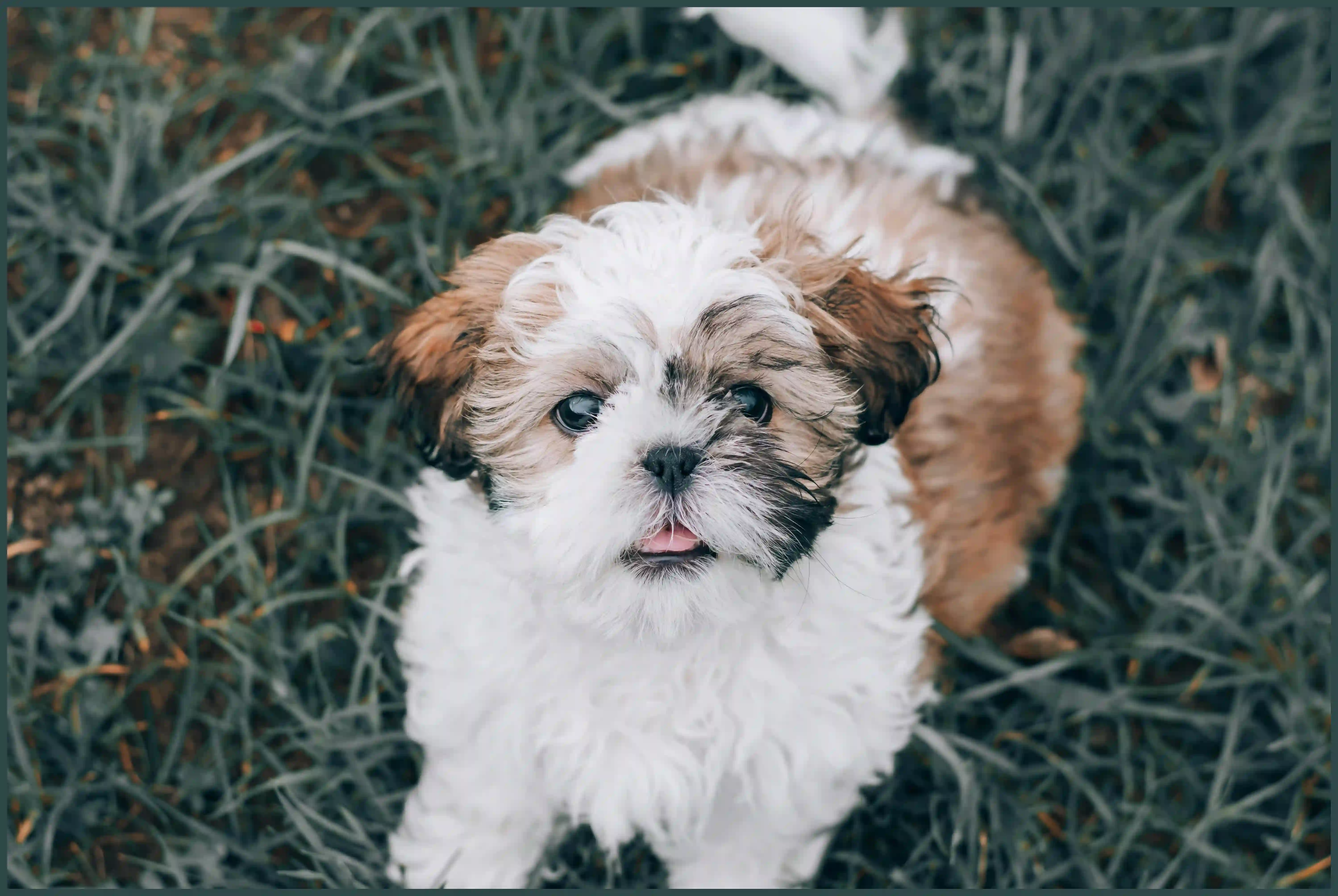 강아지 바나나 줘도 되나요? 급여 방법과 주의사항&nbsp;