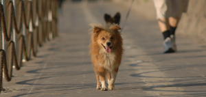 차도옆을 걸어가는 강아지 모습