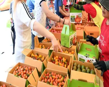 퇴촌 토마토 축제_11