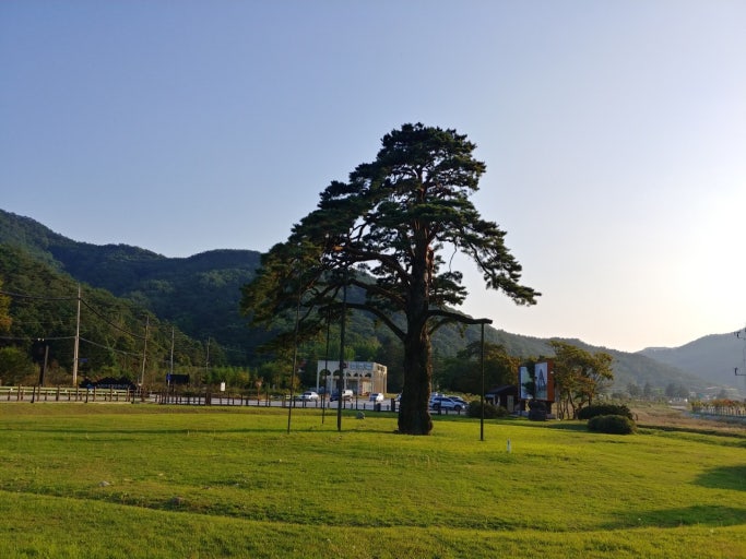 속리산 정이품소나무 이미