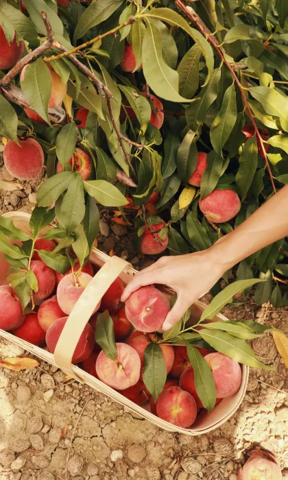 복숭아-열매-효능-부작용-하루-섭취량-관련-사진