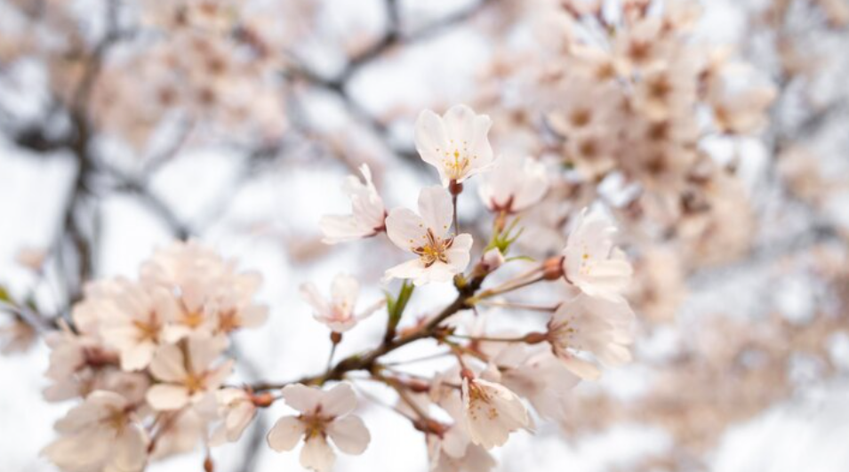 진해 군항제 일정 경화역 주차장 벚꽃 명소 총정리