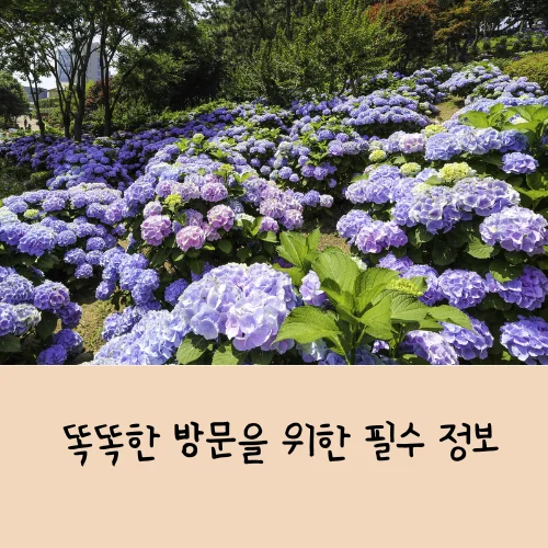 울산 장생포 수국 페스티벌