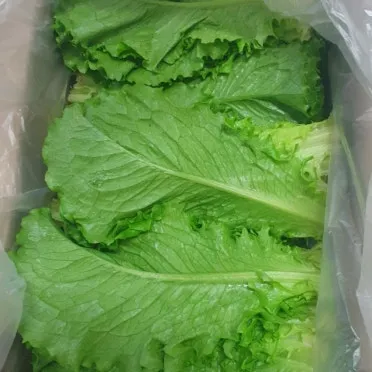 상추 물주는 시기 및 주의사항과 재배 노하우 정리_16