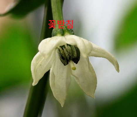 고추꽃