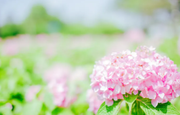 제주 휴애리 수국축제