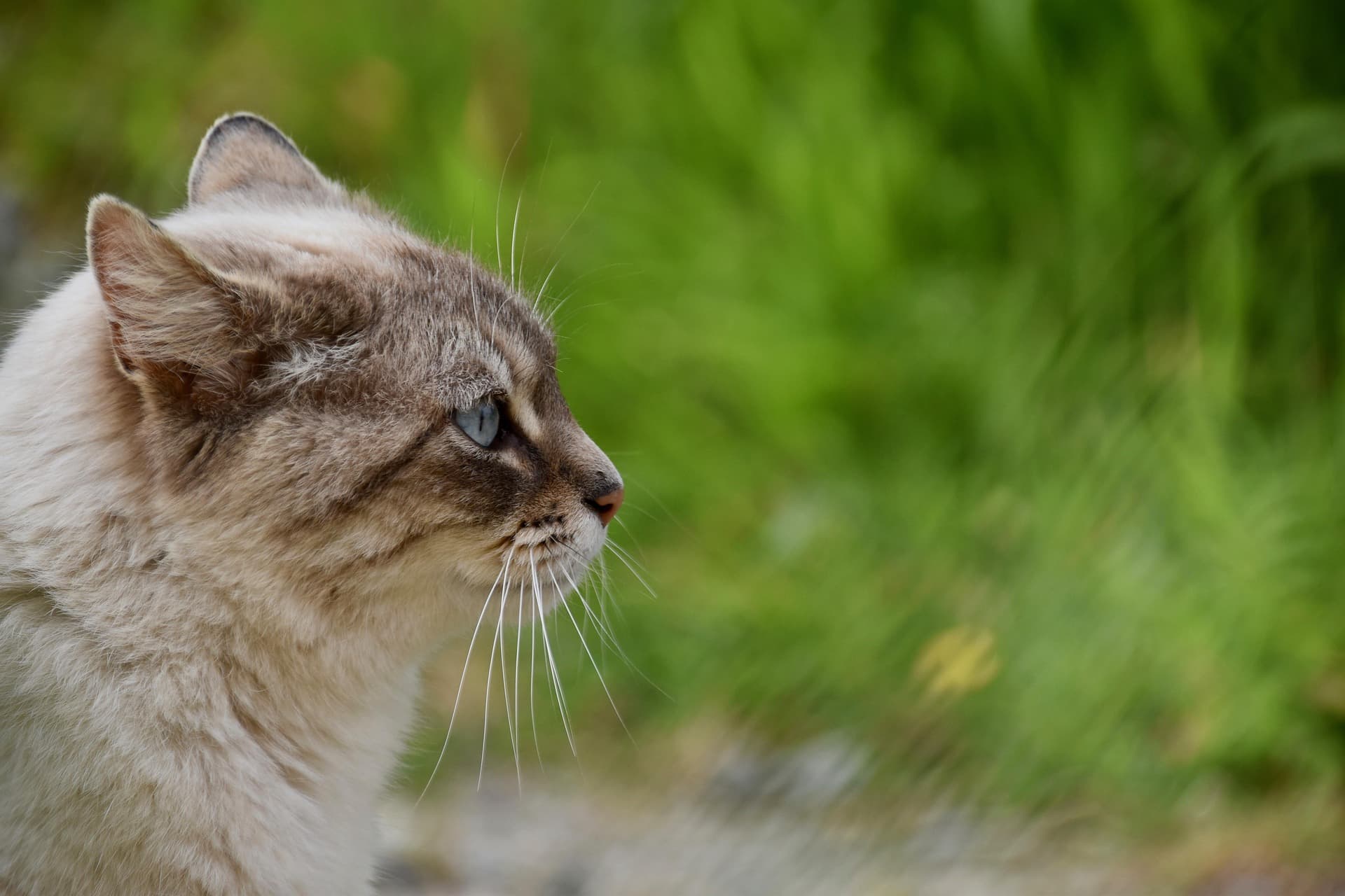 2026 가낳지모 캣페어 Winter – 올바른 고양이 반려 생활의 시작
