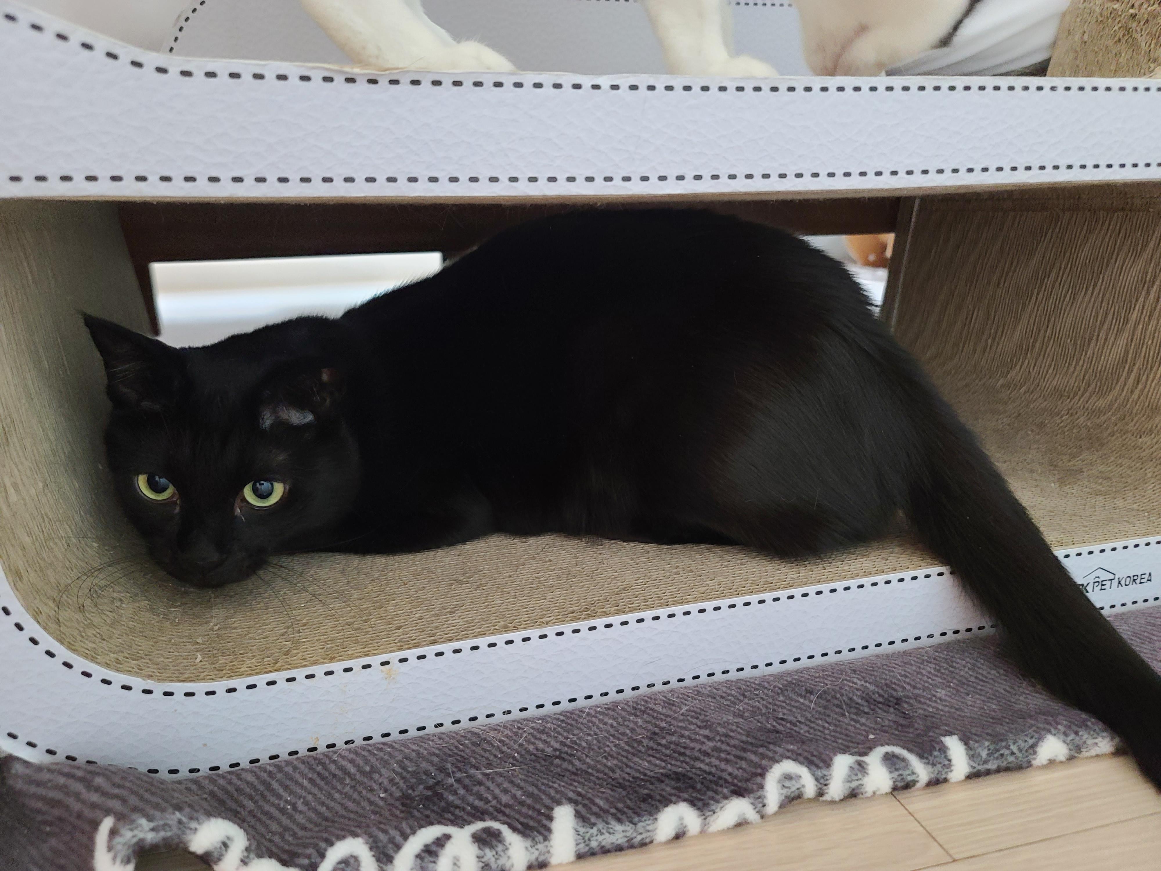 비오는 날 아침. 퇴원한 호야 컨디션 체크를 위해 시작된 사냥놀이.