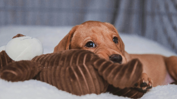 인형을 베고있는 강아지