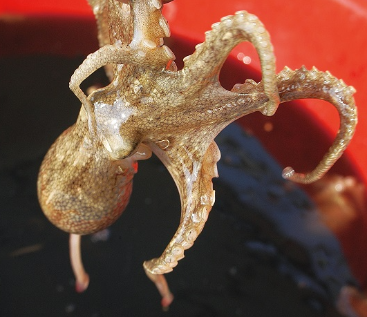 쭈꾸미낚시 준비물 장비 시즌 액션까지 초보자 필수정보 총정리 1