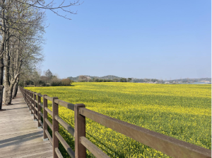 고창 청보리밭 실시간 개화 상황
