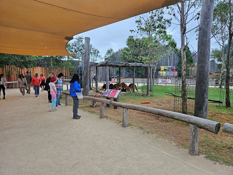 시드니 근교 블루마운틴 투어 가격 솔직 후기 + 시드니 동물원 일일투어