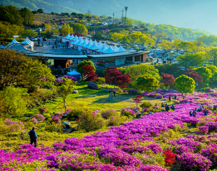 황매산 철쭉축제